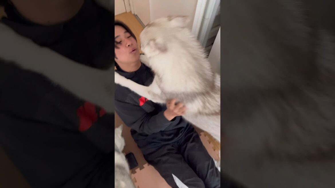 帰ってきた弟に飛びつくシベリアンハスキー #シベリアンハスキー #ハスキー #ハスキー犬