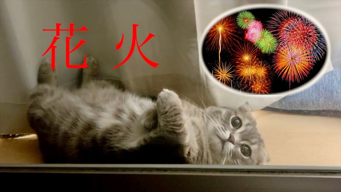 窓際から花火を眺める猫が可愛すぎた笑 [マンチカンの銀時]