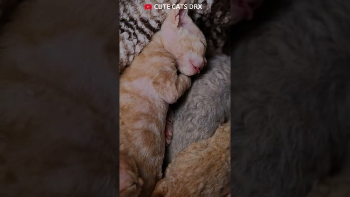Good night! #cutecat  #devonrex #shorts