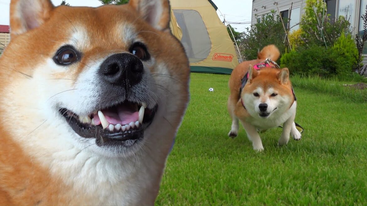 実家の柴犬と25m走をしたら迫力が別格だった。