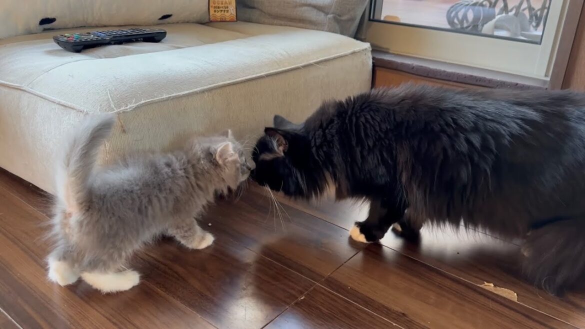 先住猫に威嚇されても近付く子猫　サイベリアンThe kitten approaches even when threatened by the resident cat. Siberian