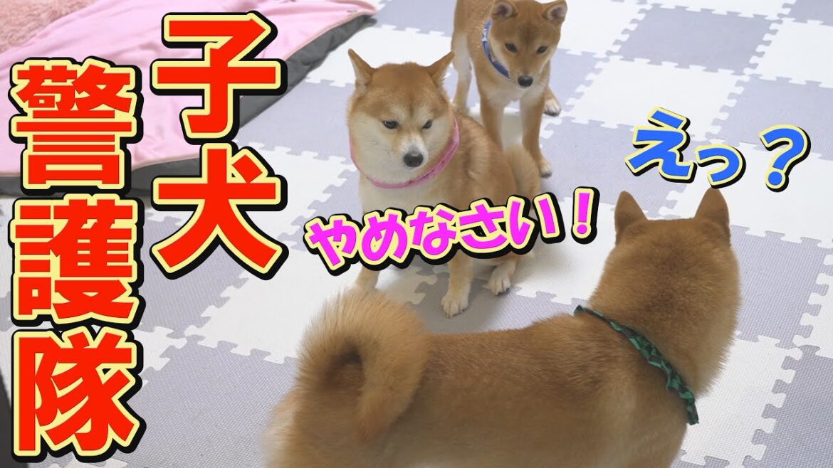 子犬が危険な目に遭いそうになると、駆けつける兄姉柴犬が頼もしい