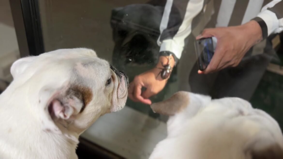 カブトムシ襲来に興味津々の兄犬を尻目に、興味薄な全力まるこ… カブトムシ襲来に興味津々の兄犬を尻目に、興味薄な全力まるこ…