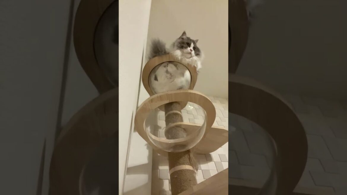 キャットタワーから猫が居なくなったら即終了チャレンジ