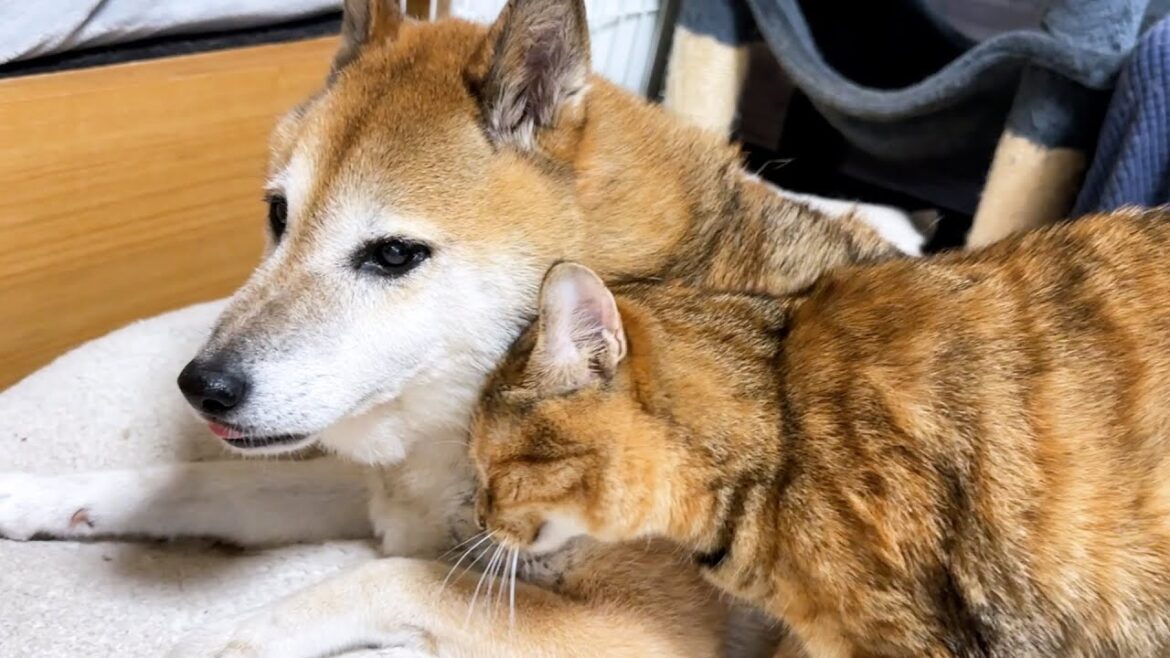 柴犬たちを交互に甘える贅沢な子ども猫は幸せいっぱいでした