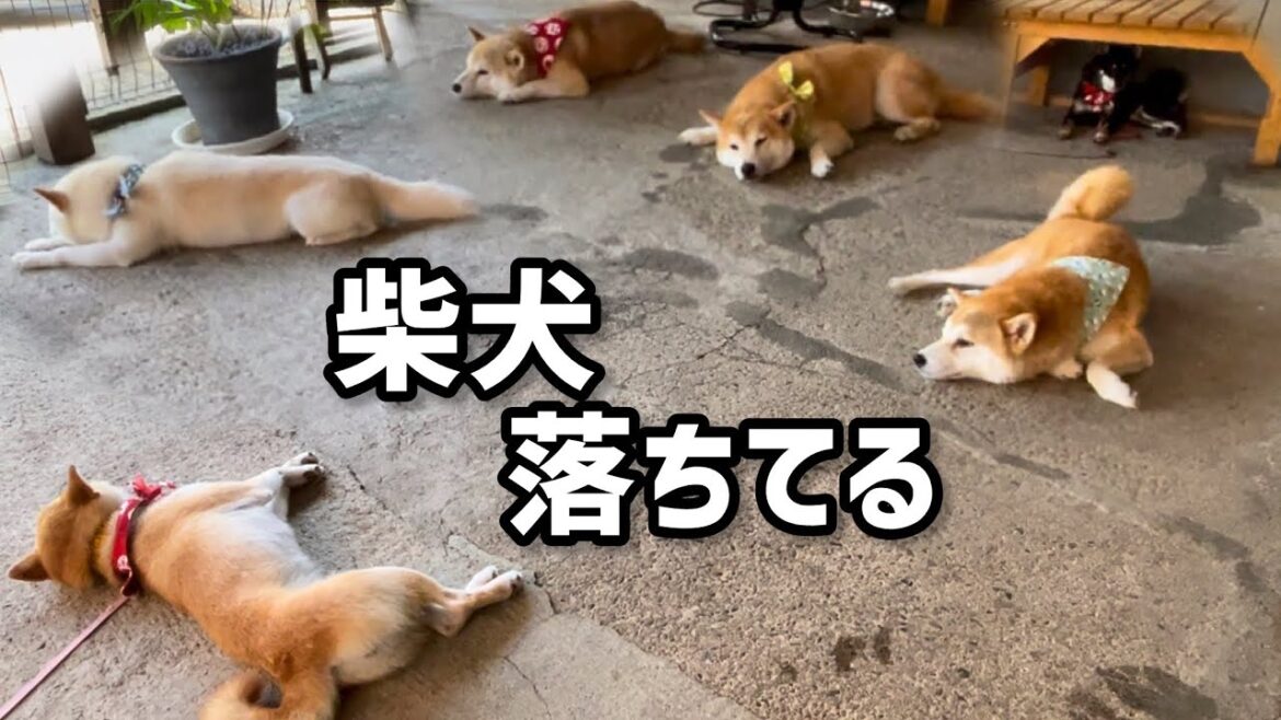 柴犬６匹多頭飼いの「柴犬落ちてる」は最高です！