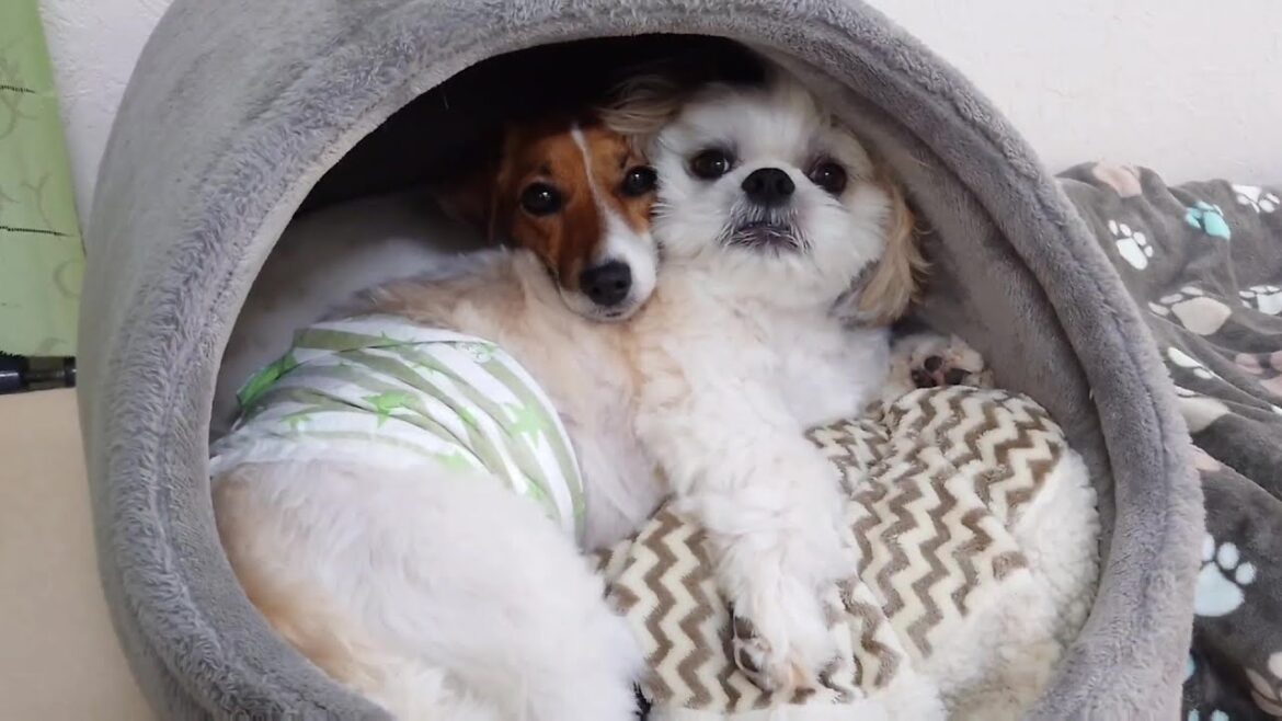 顔が近すぎる二人　🐶ひみつきちなう！②🐶  2024年8月5日