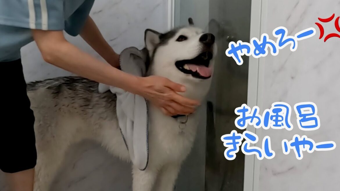 まるでオペラ歌手?!高音で悪態を叫び続け口封じされたハスキー