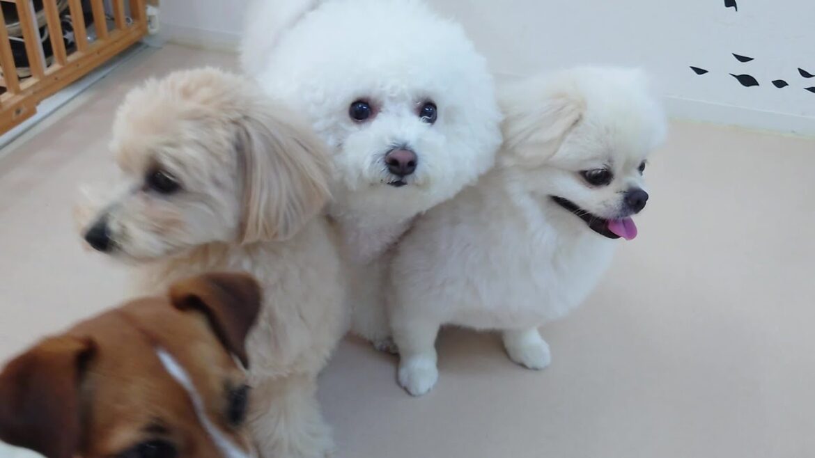 ミックス犬姉妹にまぎれこむビションフリーゼのもちこちゃん　🐶ひみつきちなう！②🐶  2024年8月4日