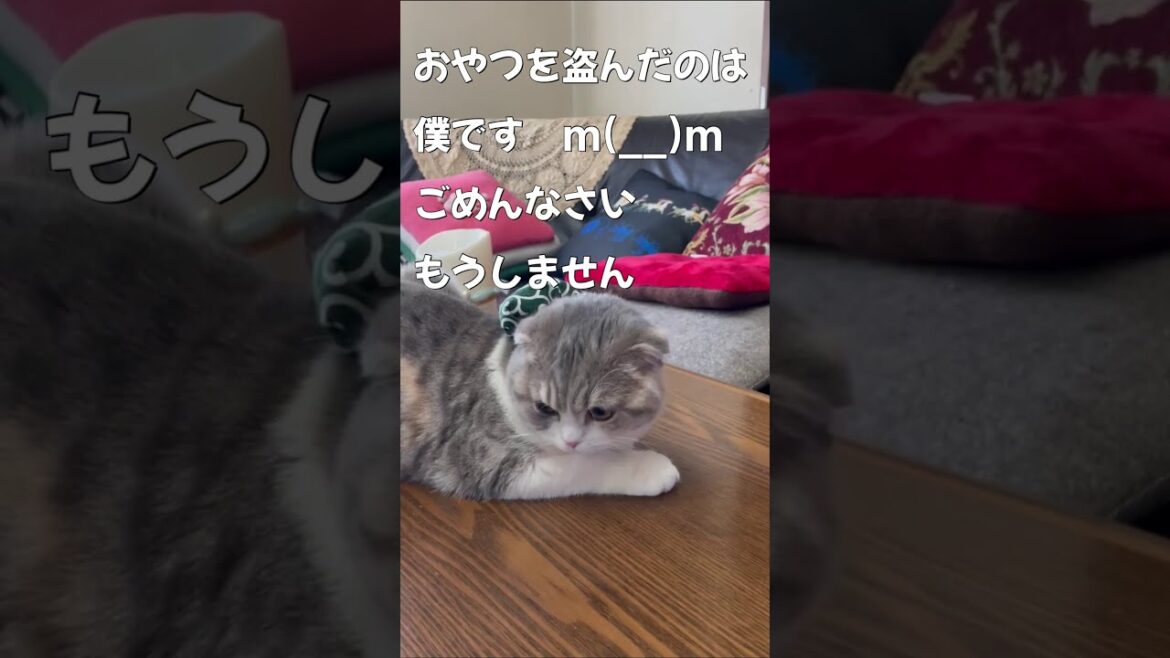 泥棒猫　ＮＯ17　＃Shorts ＃子猫＃スコティッシュフォールド