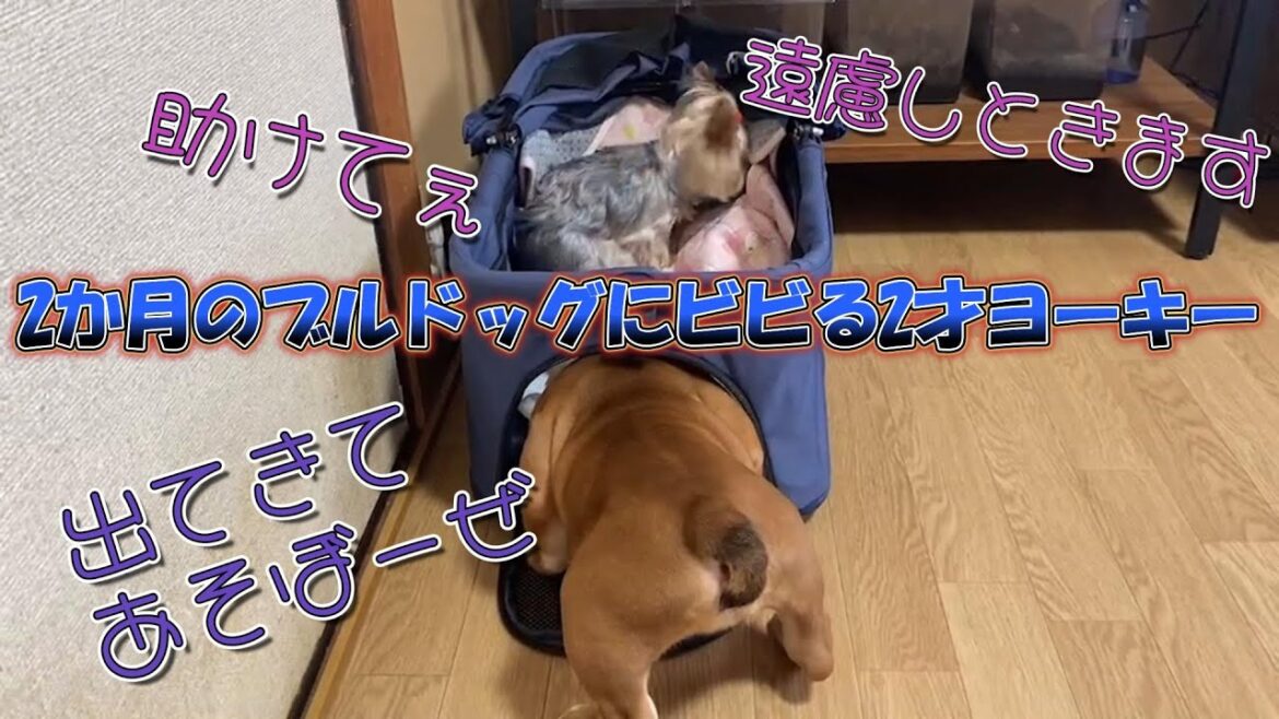 2か月のブルドッグにビビる2才ヨーキー