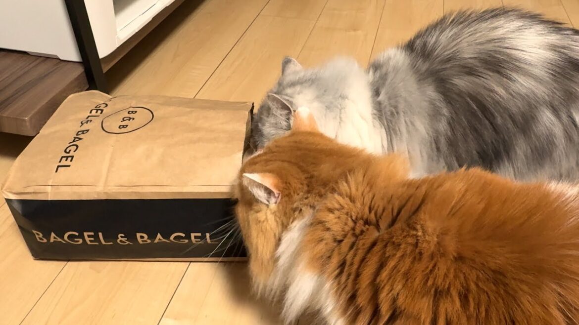紙袋を置いといたら、お顔しか入れなかったミヌエットとお顔も入れれなかったマンチカン