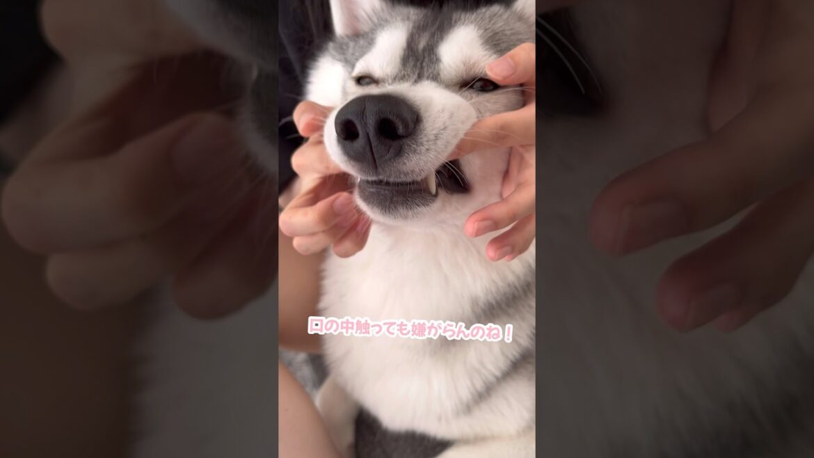 姉に好き放題されるシベリアンハスキー #シベリアンハスキー #ハスキー #ハスキー犬
