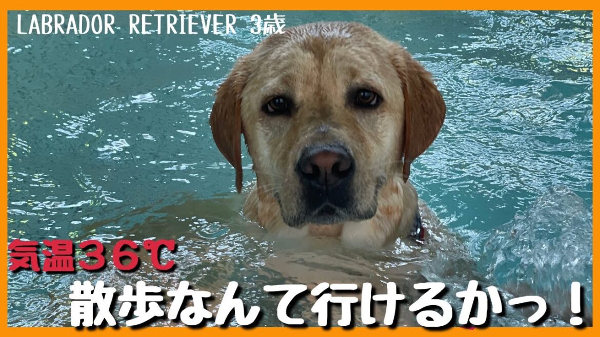 【ラブラドールレトリーバー】連日の猛暑！お散歩なんていけたもんじゃない