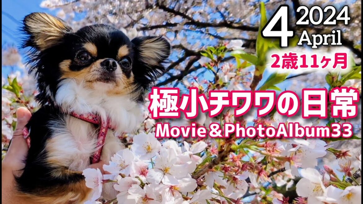【アルバム】桜咲く4月☆チワワ2歳11ヵ月☆Movie＆PhotoAlbum33