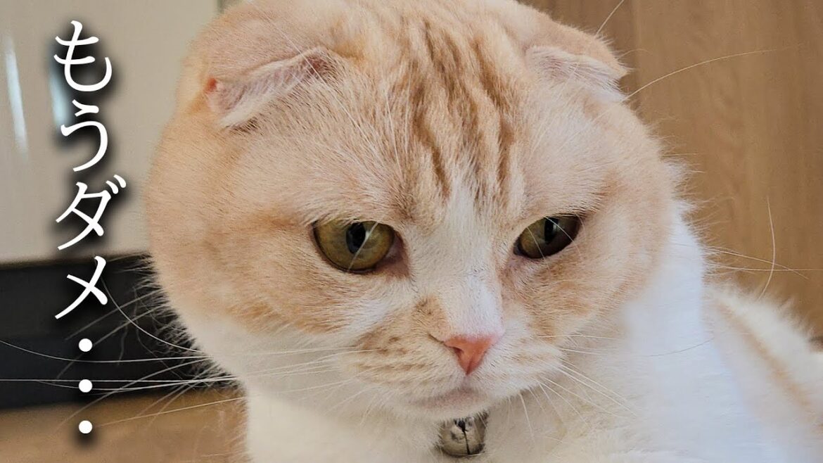 飼い主の身体に異変が...