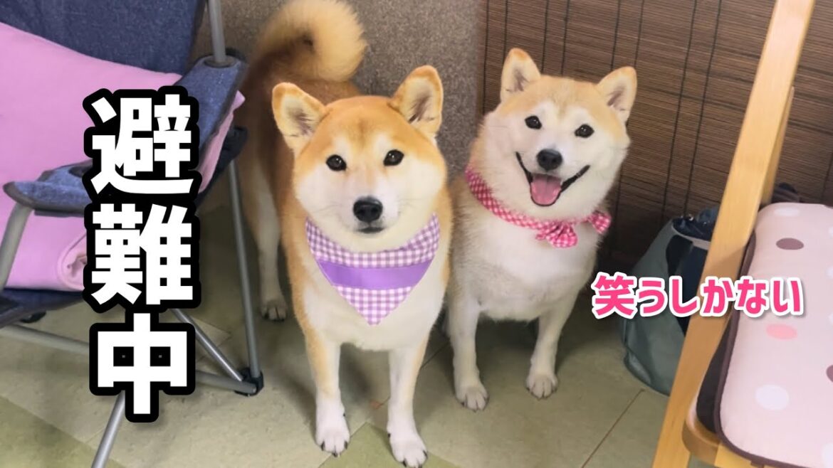 姉柴犬にガウられた妹柴犬たちがこうなりました...笑