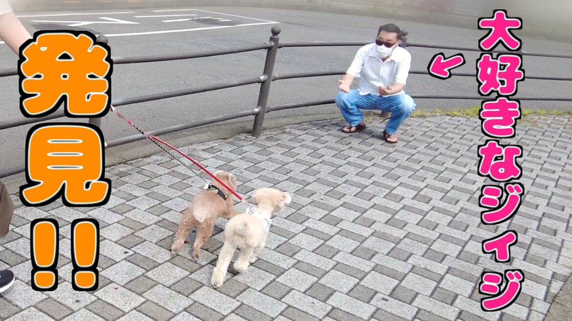 【歓喜】久しぶりに大好きなジィジに会えて喜びが爆発した愛犬ですw【トイプードル】