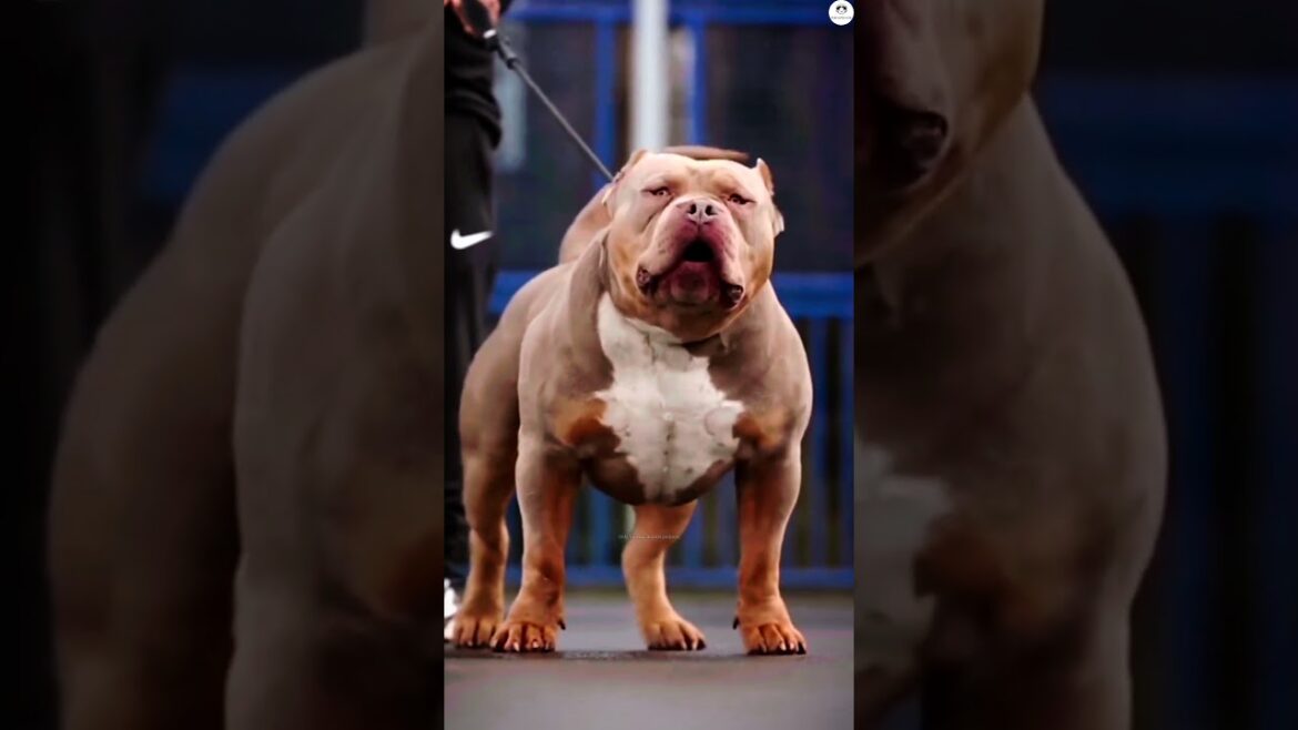 Kangal vs American bully, Dogo Argentino, Neapolitan mastiff, Husky #shorts #ytshorts #viral #dogs