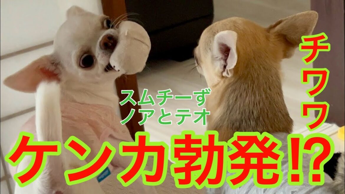 チワワのケンカ⁉️ 【多頭飼いスムチーず】