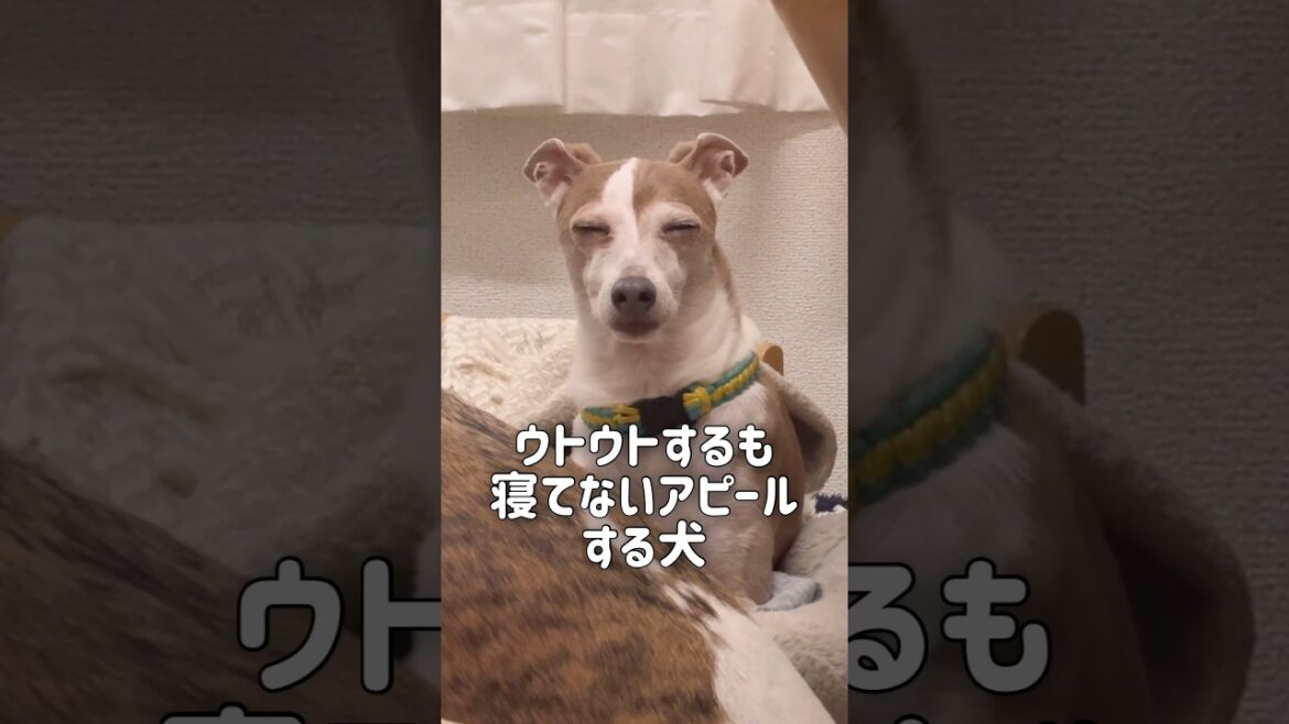 ウトウトするも寝てないアピールする犬【イタグレ】【ウィペット】#shorts #dog