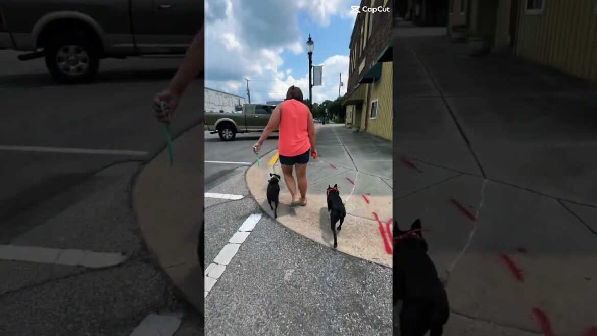Adorable Dogs Showing Off Walking Skills | Indianapolis Dog Trainers Off Leash K9