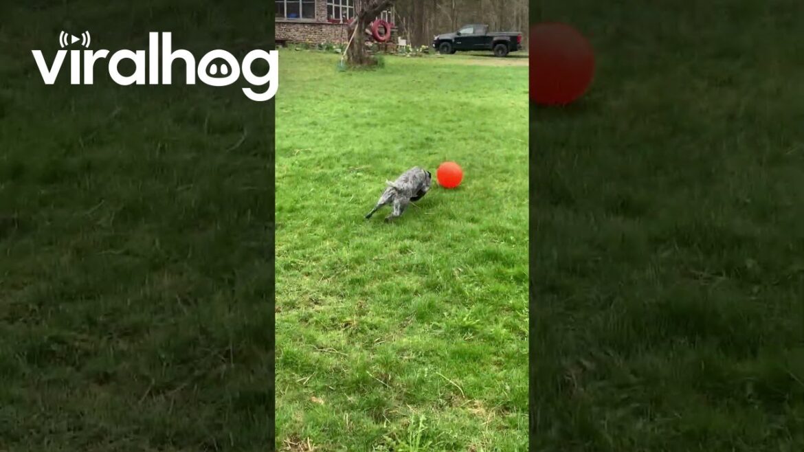 Australian Cattle Dog Herds Ball || ViralHog