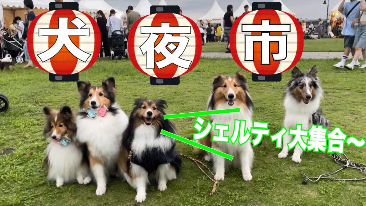 男前と夏の夜のイヌヨイチに行ってきた！【ピカピカシェルティ】犬たち大集合！！