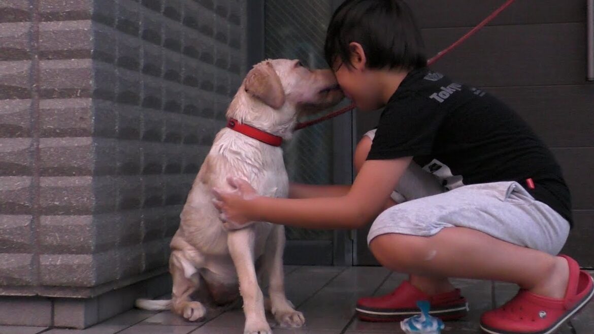 【ラブラドール 子犬】大好きなお兄ちゃんにシャンプーしてもらう ラブラドールレトリーバー / 生後115日 Labrador retriever チャピーの成長日記 #12