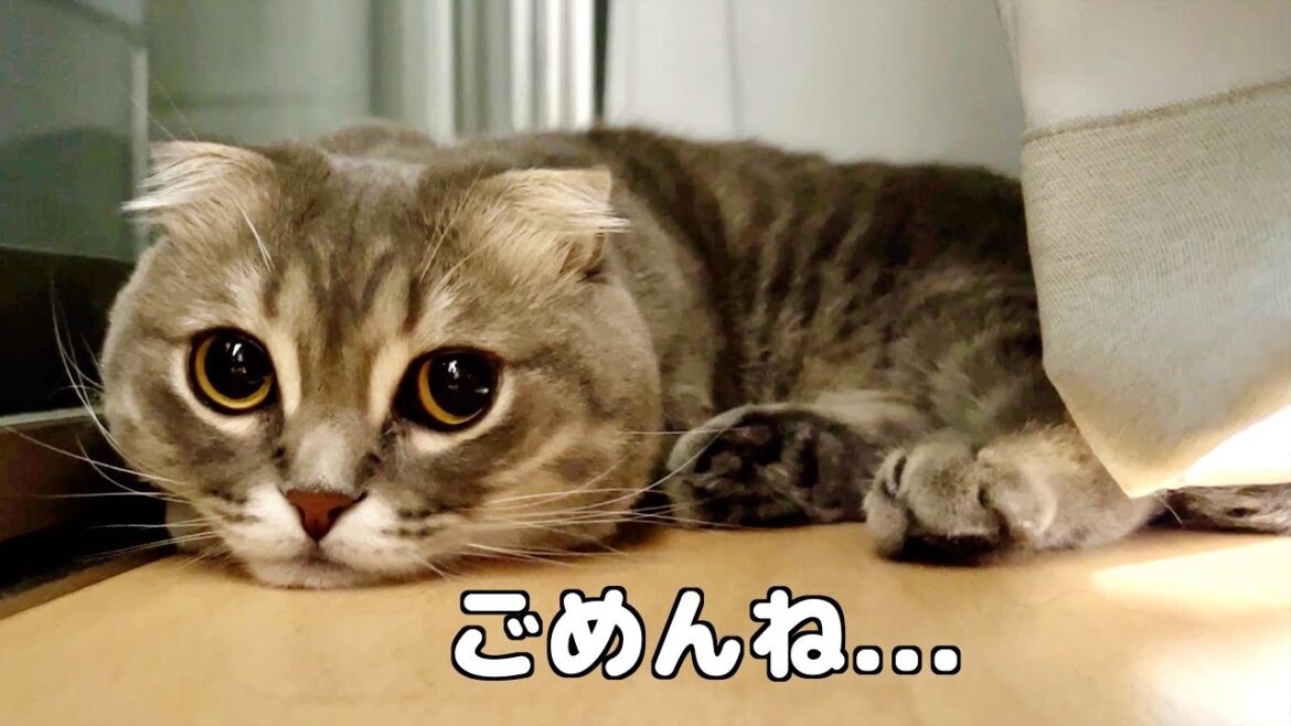 猫がママの大事な物にイタズラしてこうなりました笑 [マンチカンの銀時]