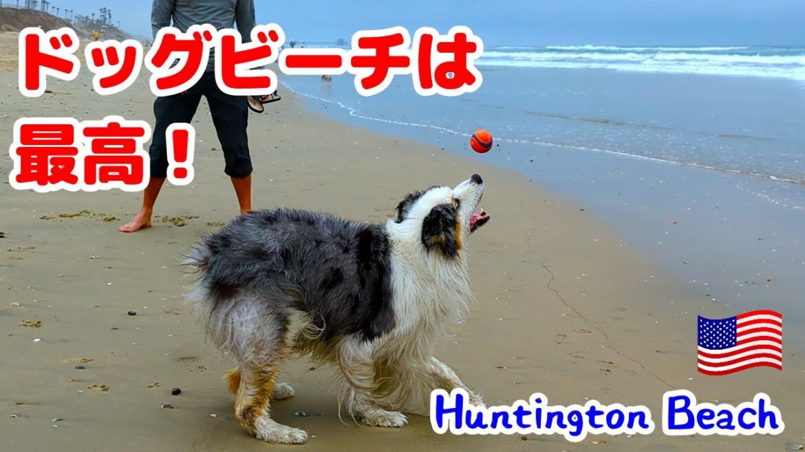 ドッグビーチで遊んだ後にとっておきのオヤツをもらう愛犬【オーストラリアンシェパード】