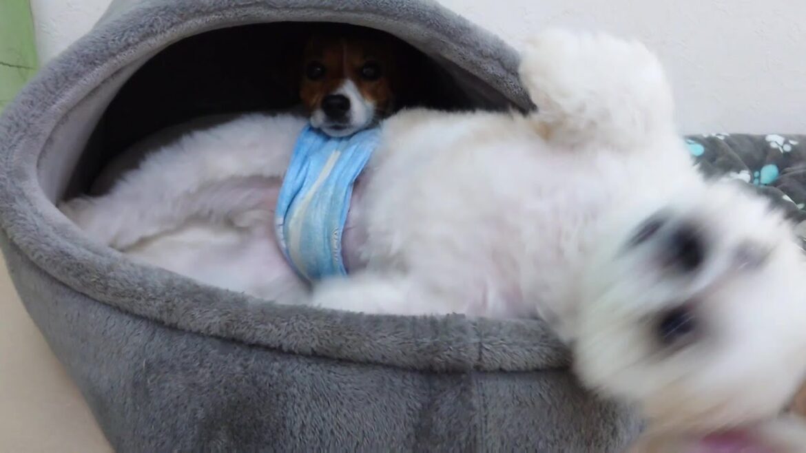 二日ぶりにミリーちゃんに会ったあんくんのテンション 🐶ひみつきちなう!①🐶  2024年8月5日 二日ぶりにミリーちゃんに会ったあんくんのテンション 🐶ひみつきちなう!①🐶  2024年8月5日