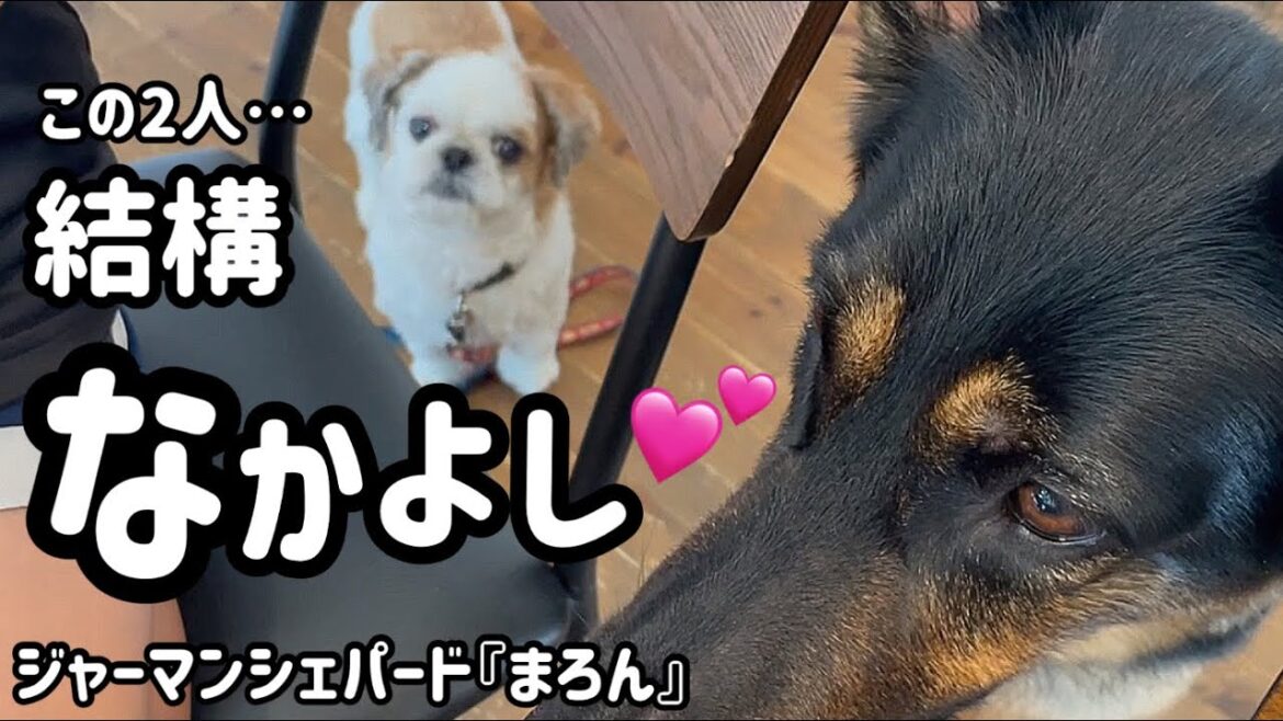 【ジャーマンシェパード】シェパードが家族と認識したらこうなりました🐶孫2号も一緒にハナのうちの子記念日お祝いしました😄