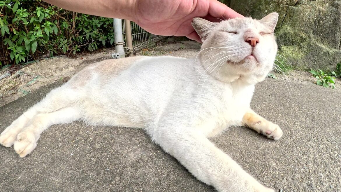 シャム猫がモフりやすいようにフェンスの向こう側から会いに来てくれた シャム猫がモフりやすいようにフェンスの向こう側から会いに来てくれた