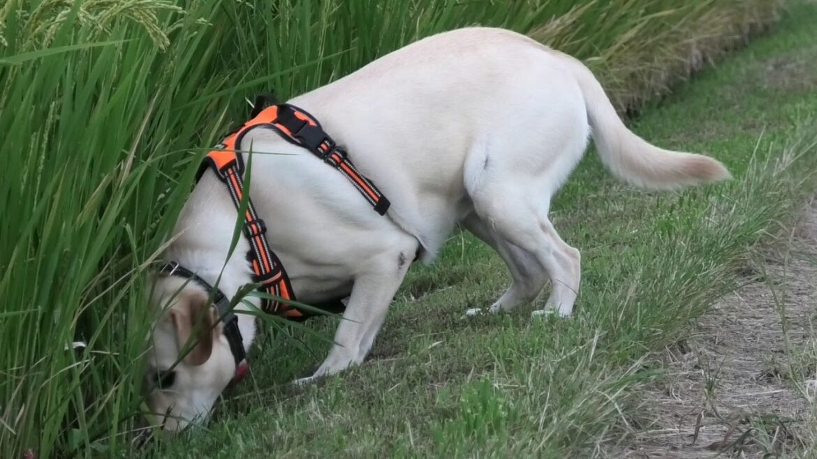 生意気にショートカットしたら 黒ラブになった ラブラドールレトリーバー Labrador Retriever / チャピーの成長日記 #53