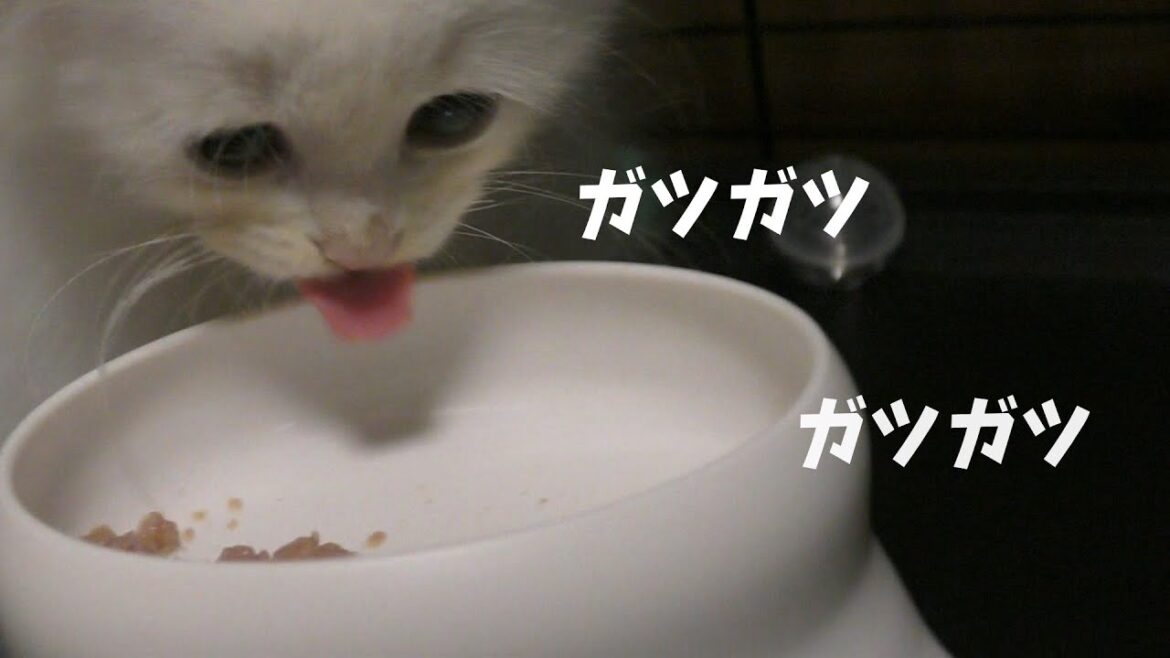 【らいち君】初ムースまんま　勢いが違う・・・