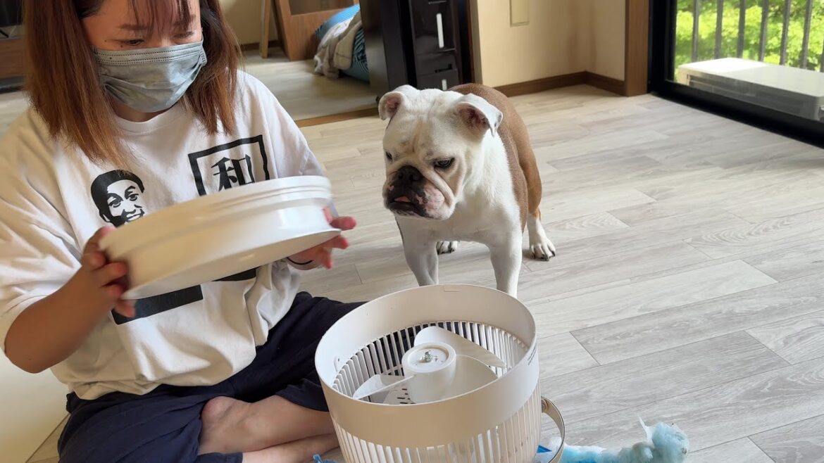 どんな時でもママ大好きな全力まるこ、一緒に扇風機を掃除する回【Bulldog・ブルドッグ】
