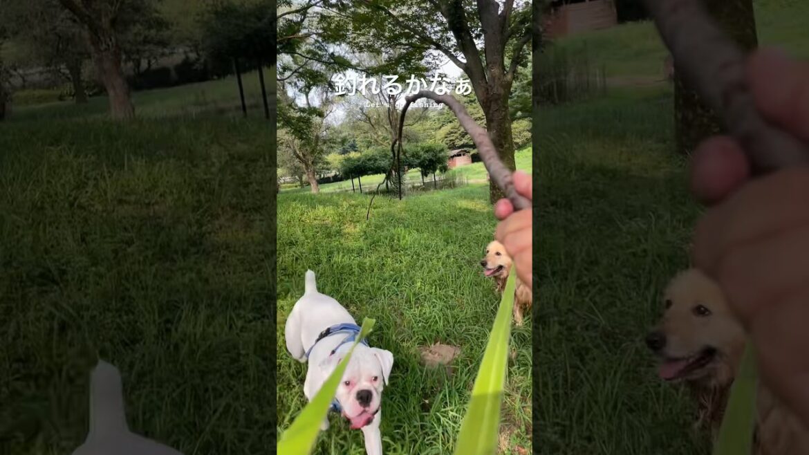 ワンコ釣り　ゴールデンレトリバー　ボクサー犬