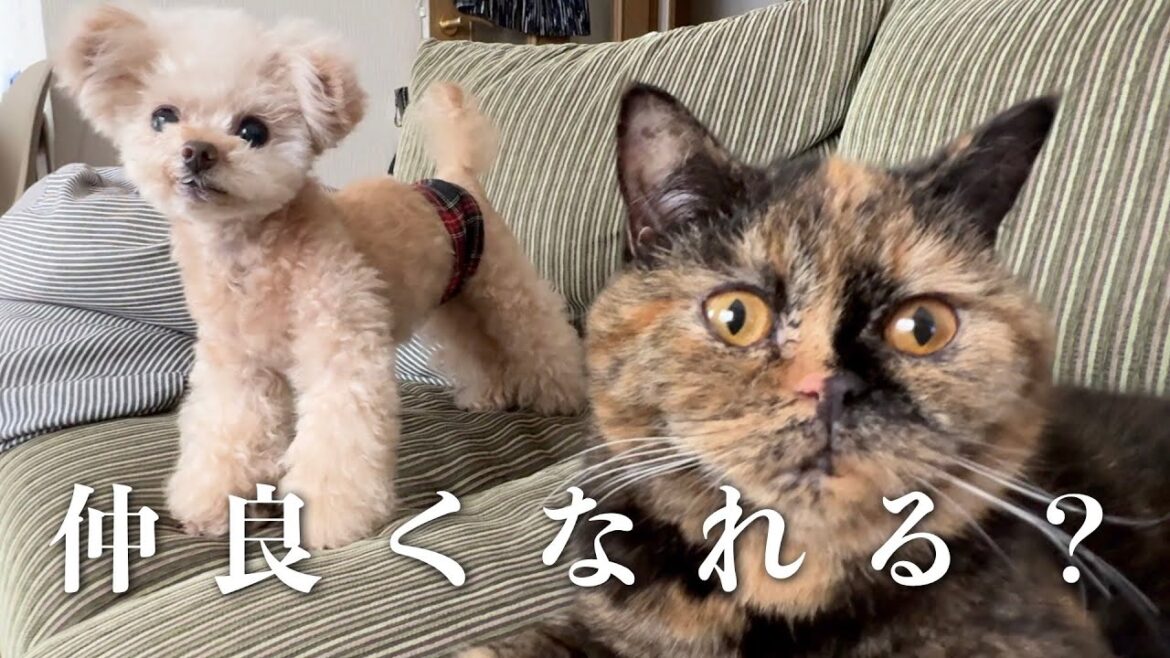 ２匹の距離は縮まるのか・・・？【トイプードル】