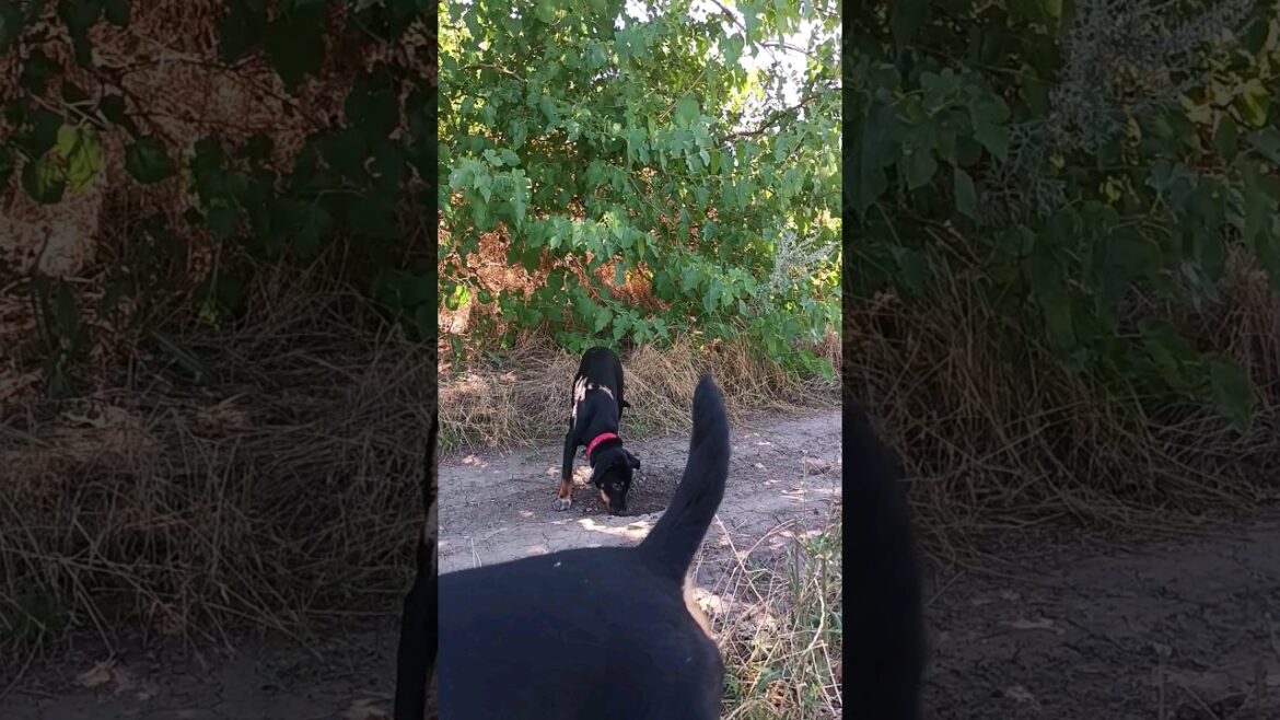 ⚡Рубик⚡хвост⚡Гроза⚡ вкусная земля ягдтерьер jagdterrier ⚡Рубик⚡хвост⚡Гроза⚡ вкусная земля ягдтерьер jagdterrier