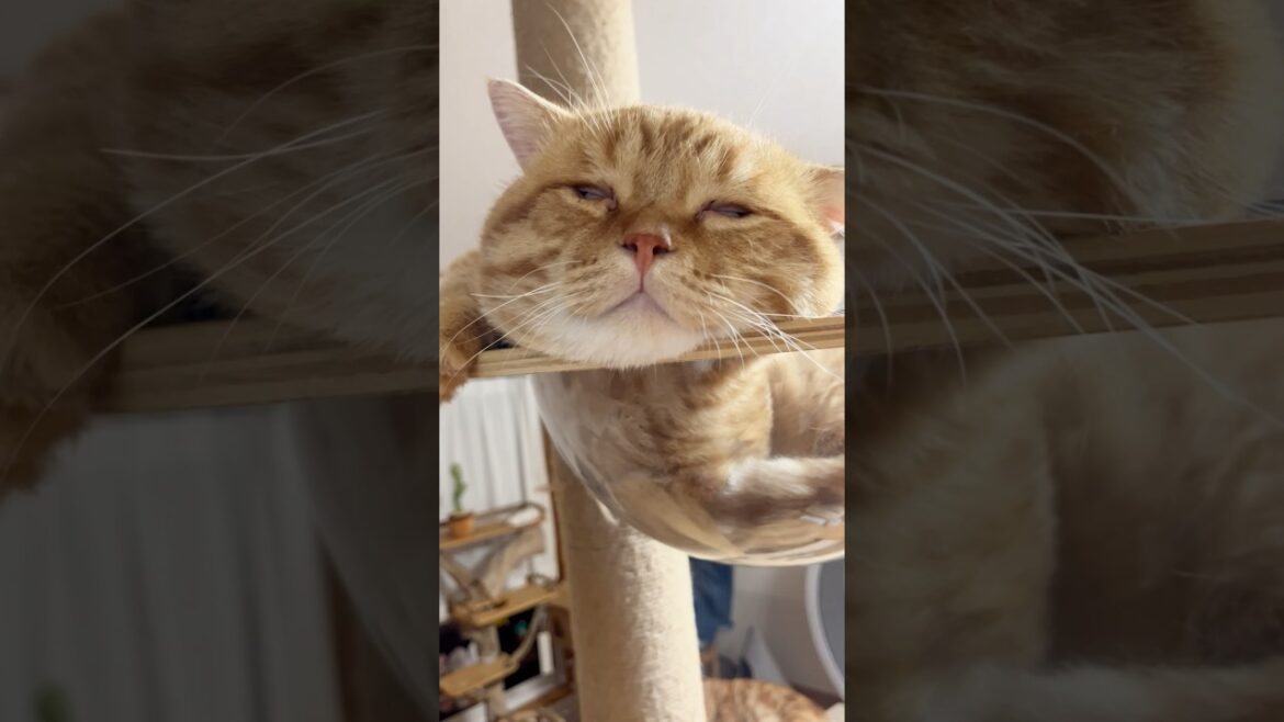 夜中にひとりで見てはいけません... #猫 #マンチカン #shorts