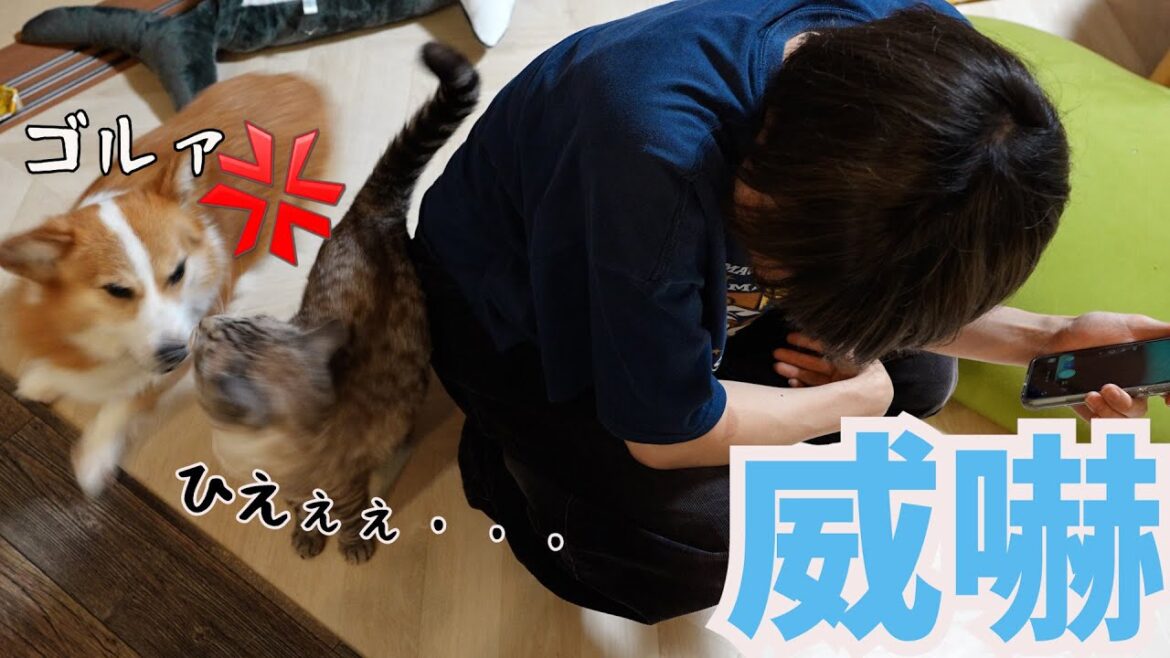 愛する長男にマーキングする猫にブチギレるコーギー犬