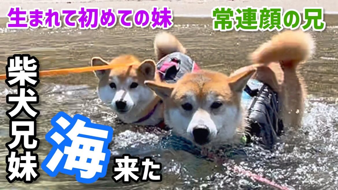 生まれて初めて海に行く妹柴犬と常連顔の泳ぐ巨体柴犬の海水浴が最高でした！
