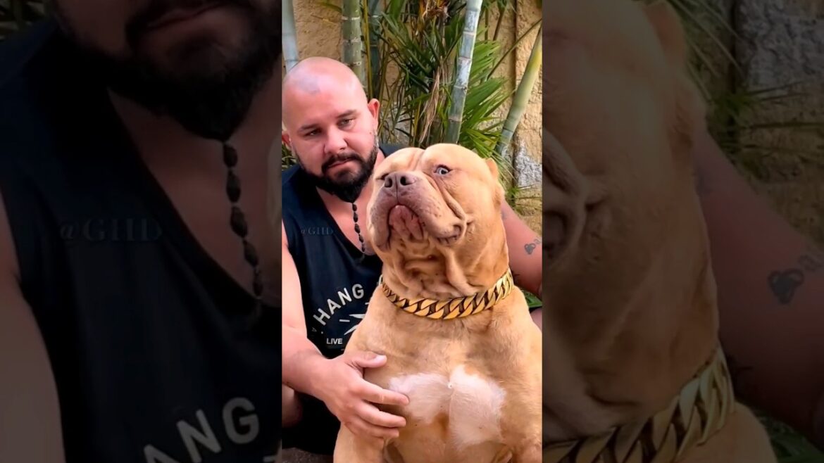 5 Most Favorite & Popular Dog Breeds 🐶💥 #shorts