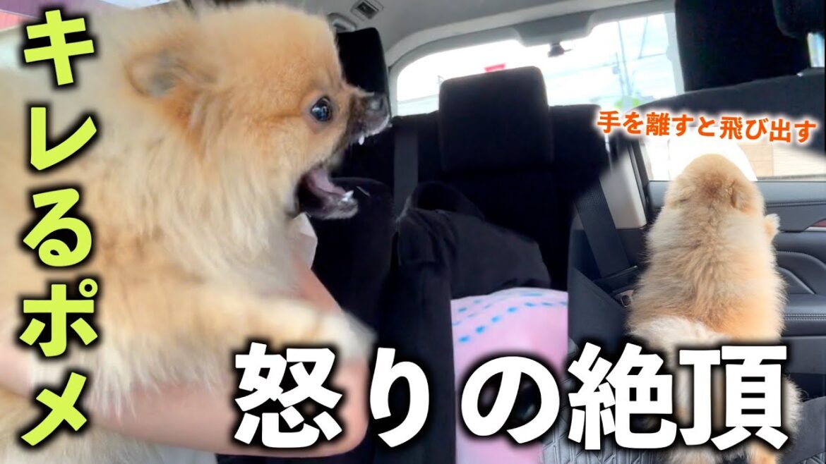 ほぼ毎日怒ってるポメラニアン【745日目】