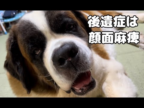 【ご報告】ももちゃん後遺症は顔面麻痺になってしまいましたが、生きています。 【ご報告】ももちゃん後遺症は顔面麻痺になってしまいましたが、生きています。