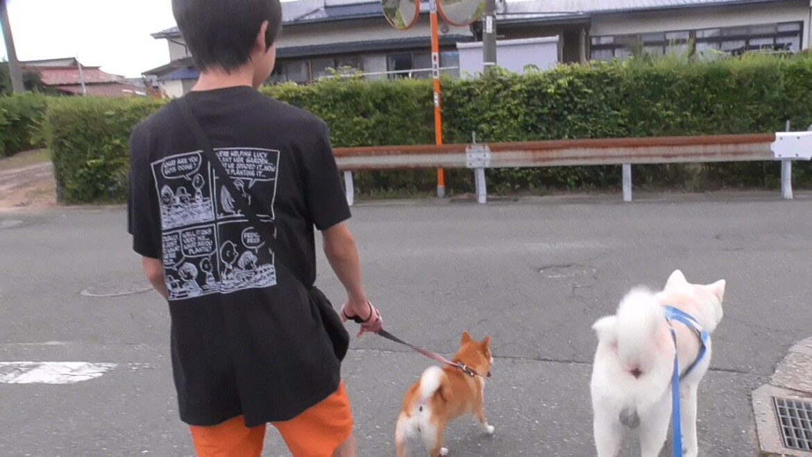【秋田犬ゆうき】柴犬きなことのお散歩がてら多感な時期に入ったお兄ちゃんから近況を聞きまくる【akita dog】