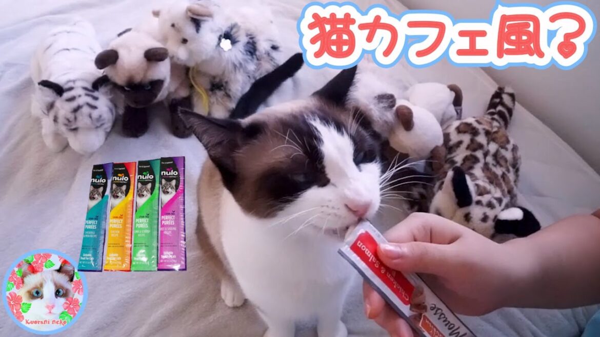 初ちゅーるをハワイで猫カフェ風にいただいた猫がいます Cat licking treats