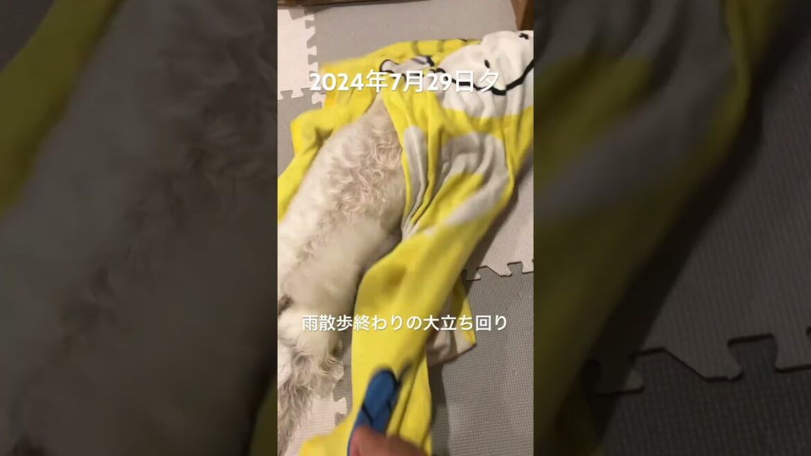 こすりまくり　#westie #westhighlandwhiteterrier #dog #ウエストハイランドホワイトテリア #ウエスティ #雨 #乾燥