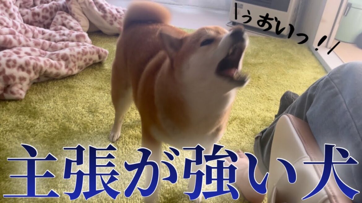 今日も今日とて飼い主と会話する柴犬